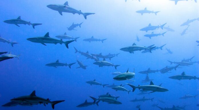 Squali grigi del reef