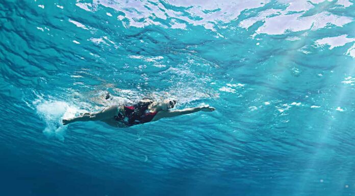 Nuotatore d'attacco del grande squalo bianco