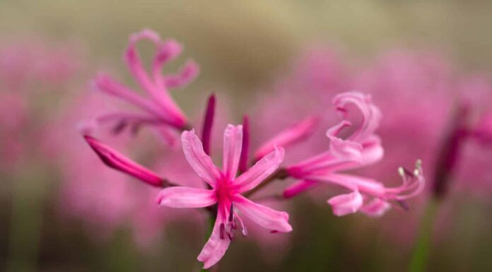 Primo piano dei fiori di Nerine bowdenii in un giardino in autunno