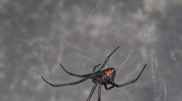 vedova nera occidentale