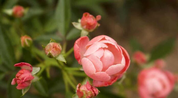 Foto macro orizzontale di corallo Knock Out Rose in piena fioritura accanto a rose sbiadite.