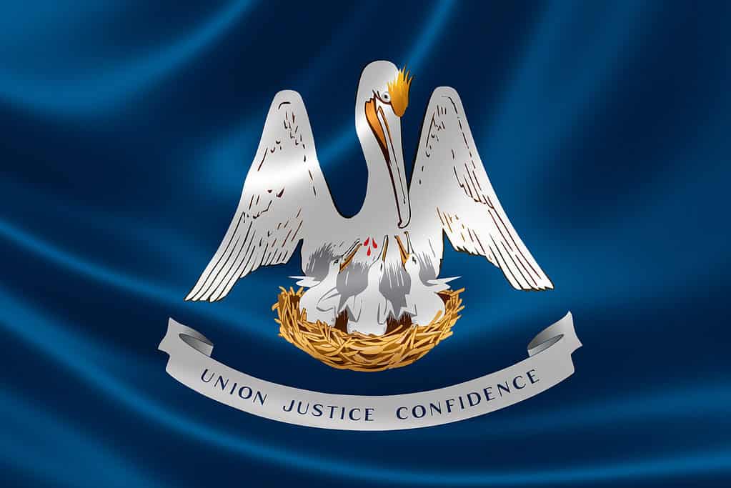 Scopri l'uccello ufficiale dello stato della Louisiana