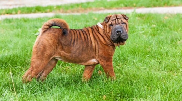 Un bellissimo e giovane cane cinese Shar-Pei rosso fulvo in piedi sul prato, caratteristico per le sue rughe profonde e considerato una razza molto rara.