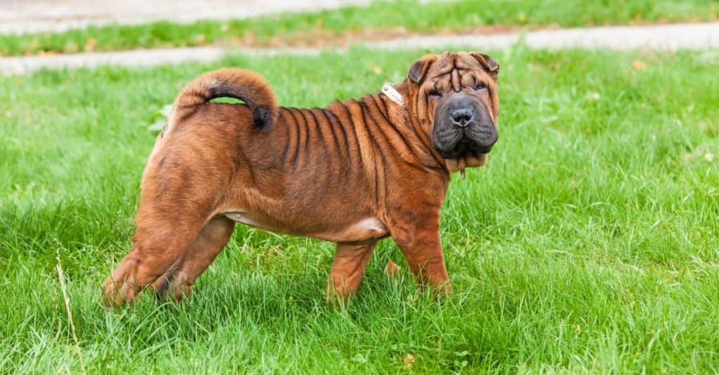 Un bellissimo e giovane cane cinese Shar-Pei rosso fulvo in piedi sul prato, caratteristico per le sue rughe profonde e considerato una razza molto rara.