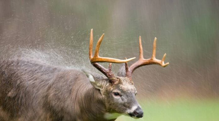 Un grande cervo dalla coda bianca che scrolla di dosso la pioggia in un prato aperto durante una tempesta di pioggia nel Parco Nazionale delle Montagne Smoky.  Sfocatura del movimento dalla bassa velocità dell'otturatore