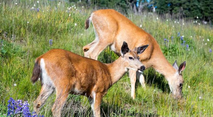 Cervi dalla coda nera al pascolo