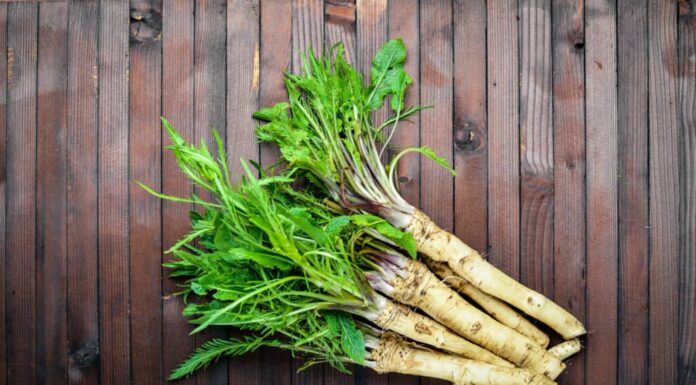 foglie verde brillante in cima alle sei radici di rafano disposte su doghe di legno marrone scuro.