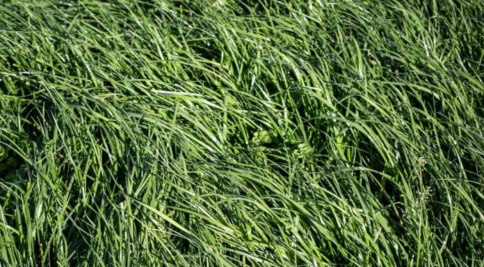 La Festuca alta è un'erba perenne con infiorescenze, che cresce fino a 1,5 m di altezza, che si trova nei pascoli di pianura e nelle aree desolate.  Tollera i terreni umidi ma resiste bene alla siccità e alle larve d'erba.