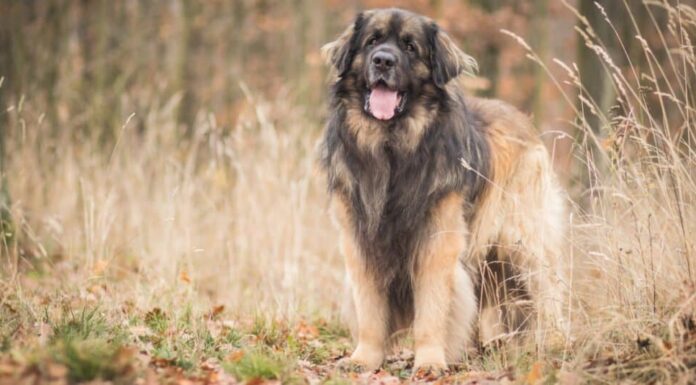 Leonberger in piedi in campo