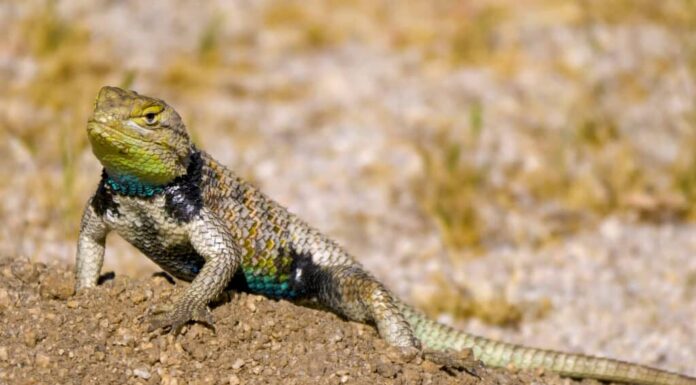 lucertola spinosa dal dorso giallo