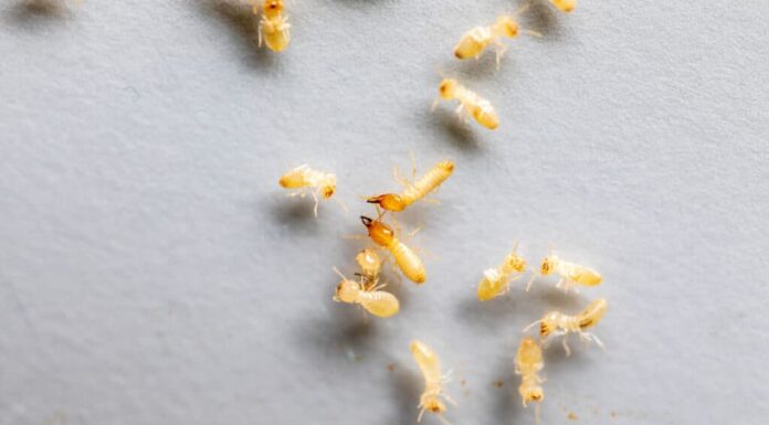 Termiti sotterranee di Formosa