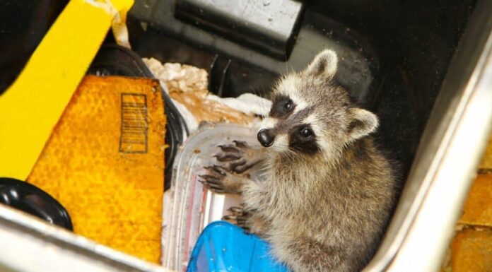 procione che si agita nel cestino