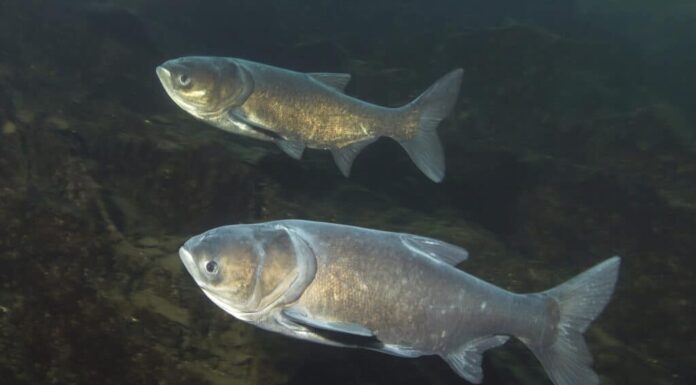 La più grande carpa dalla testa grossa mai catturata nel Wisconsin aveva le dimensioni di uno Springer Spaniel
