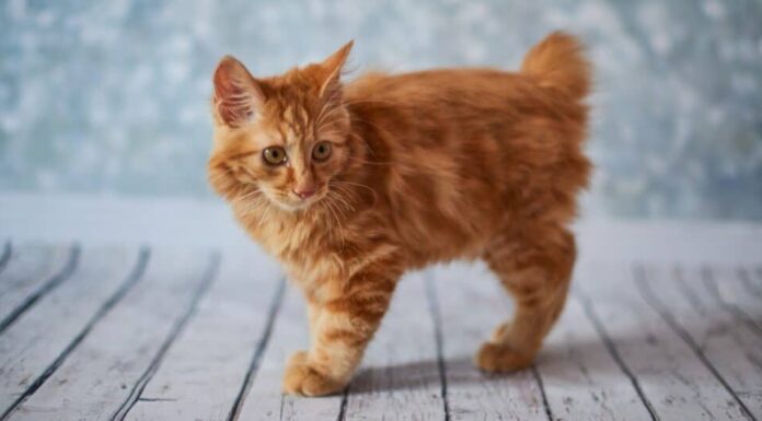 gattino-gatto-bobtail-arancione-americano