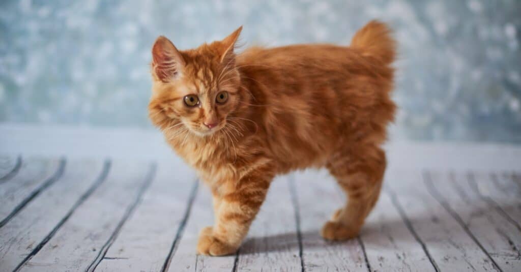 gattino-gatto-bobtail-arancione-americano