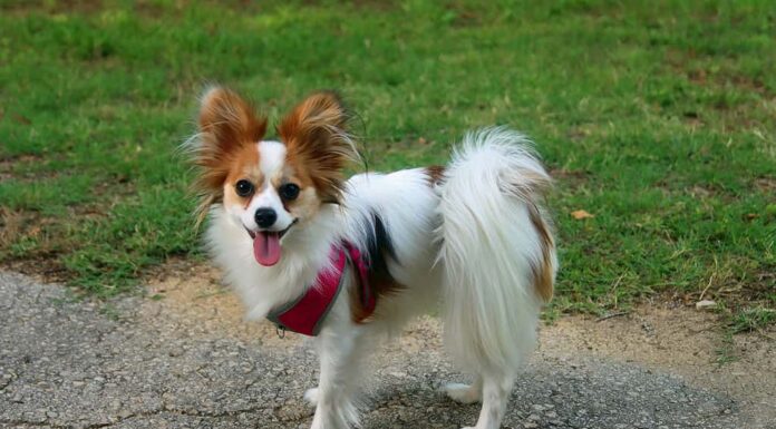 Giovane cucciolo di Papillon, rosso e bianco, all'aperto, divertendosi