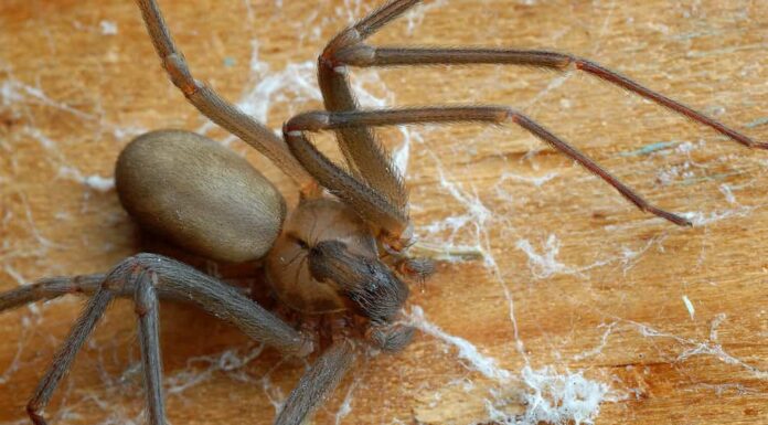 Ragno recluso marrone