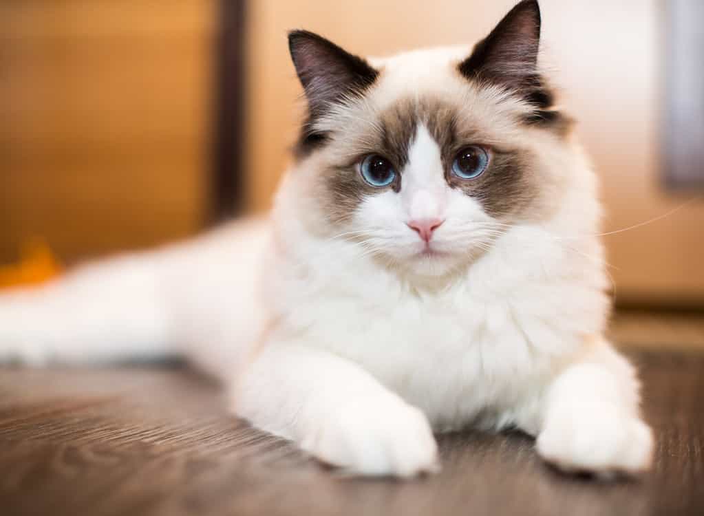 Bellissimo giovane gatto Ragdoll di razza bianca con gli occhi azzurri, a casa.