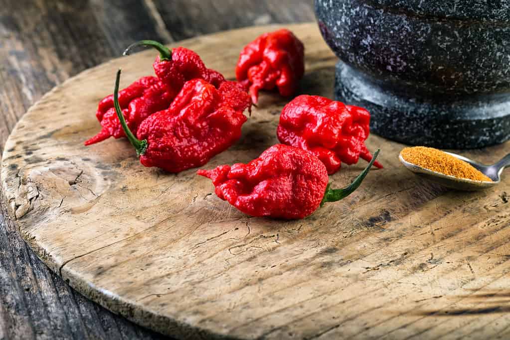 Carolina Reaper Peppers - La sfida con un chip di Paqui