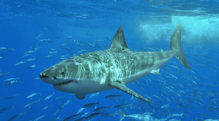 I grandi squali bianchi hanno gerarchie sociali e chi gestisce lo spettacolo?
