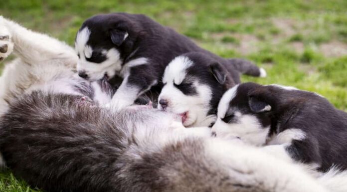 Scopri la ragione scientifica dell'alito del cucciolo
