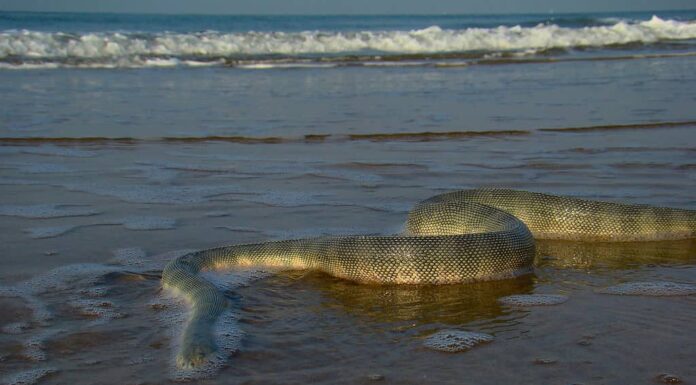 Serpente marino velenoso