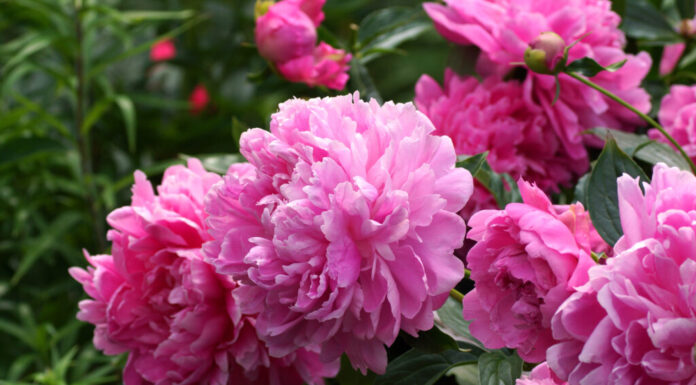 Peonie doppie
