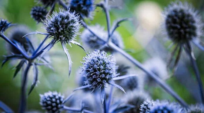 Fiori blu, steli e foglie della pianta spinosa Eryngium planum, o eryngo blu o agrifoglio marino piatto.