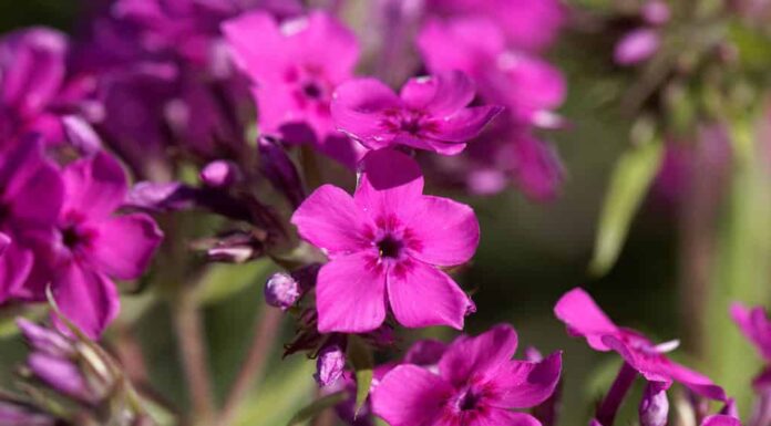 Phlox della prateria (Phlox pilosa)