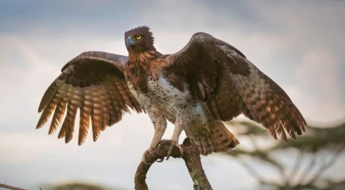 Le aquile più grandi del mondo: l'aquila marziale