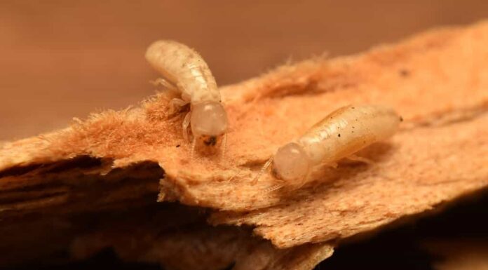 Primo piano sulle termiti macro del legno secco.  Si nutrono di qualsiasi pezzo di legno trovato in casa.