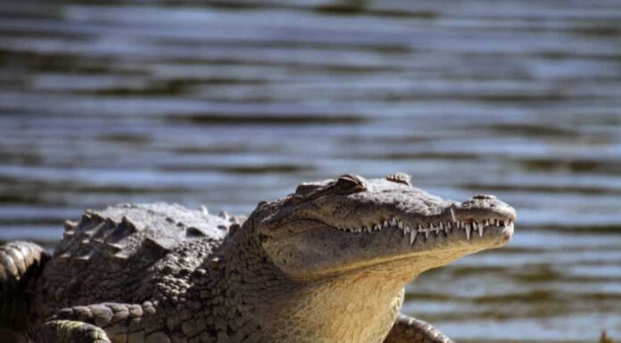 Coccodrillo americano
