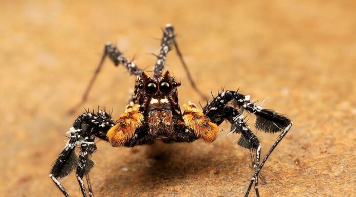 Dandy dalla gamba lunga (Portia schultzi) in Sud Africa