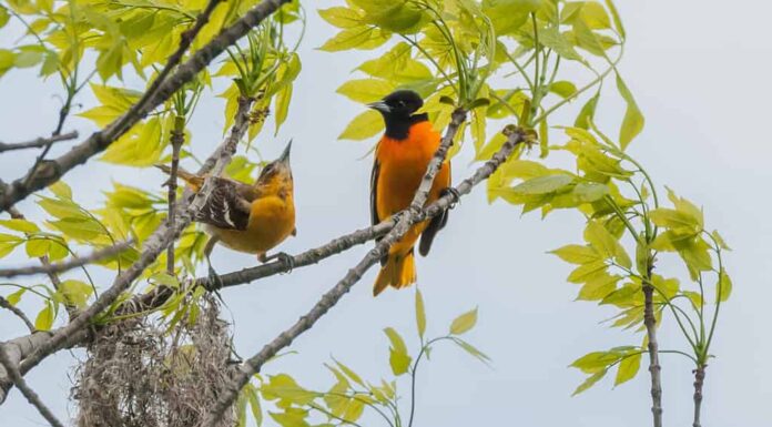 Una coppia di rigogoli condivide i compiti di costruzione del nido.