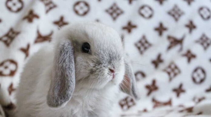 5 conigli più economici da tenere come animali domestici
