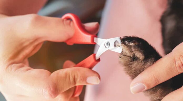 Allevatore di conigli che taglia le unghie del suo animale domestico.