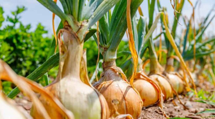 6 segnali chiari che le tue cipolle sono pronte per essere raccolte (oltre a suggerimenti su come conservarle) 
