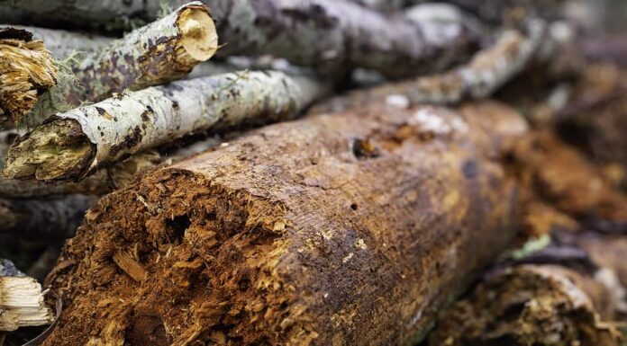 Foto ravvicinata di tronchi e rami in un letto rialzato Hugelkultur senza scavi durante il processo di costruzione