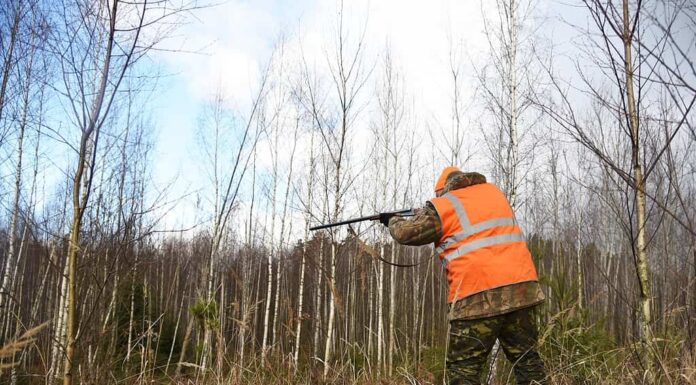 il cacciatore segue le tracce di un cinghiale