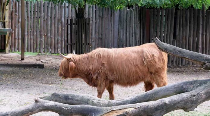 Yak rosso in una calda giornata estiva in un paddock allo zoo, primo piano