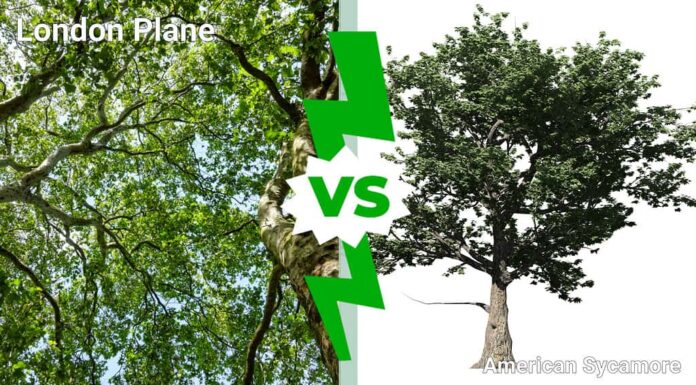 Aereo londinese e sicomoro americano: 15 differenze tra questi giganteschi giganti
