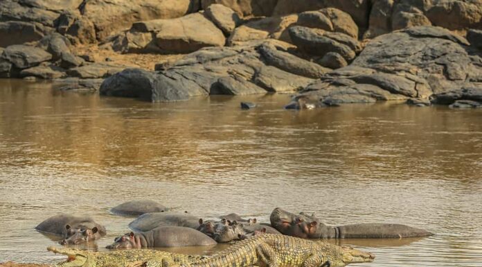 Coccodrilli con ippopotami su una riva del fiume Mara, Kenya.