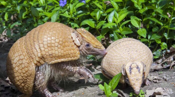 Armadillo meridionale a tre bande (Tolypeutes matacus) madre e bambino nell'erba