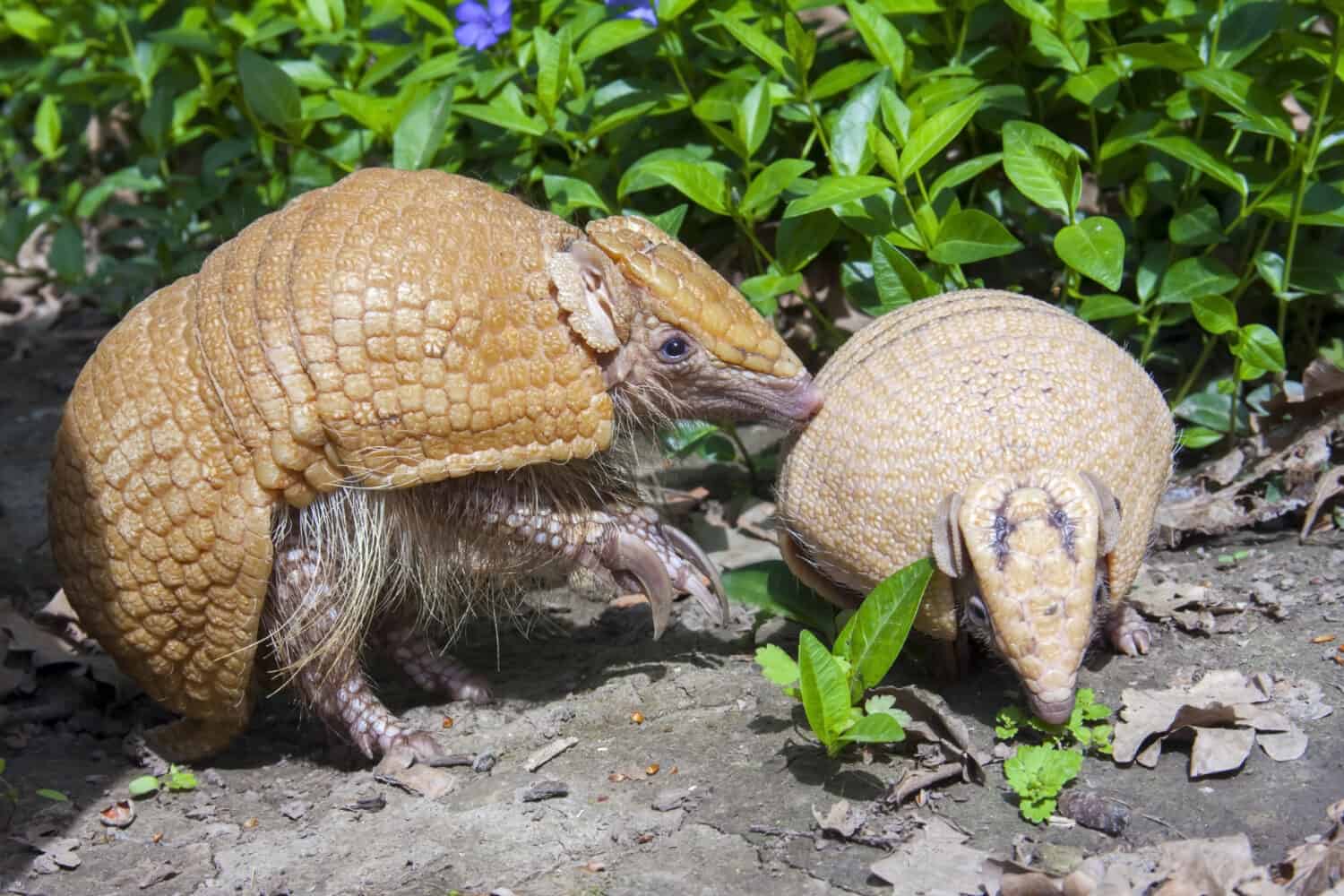 Armadillo meridionale a tre bande (Tolypeutes matacus) madre e bambino nell'erba