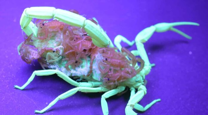 Scorpione con bambini sulla schiena sotto la luce nera (UV).