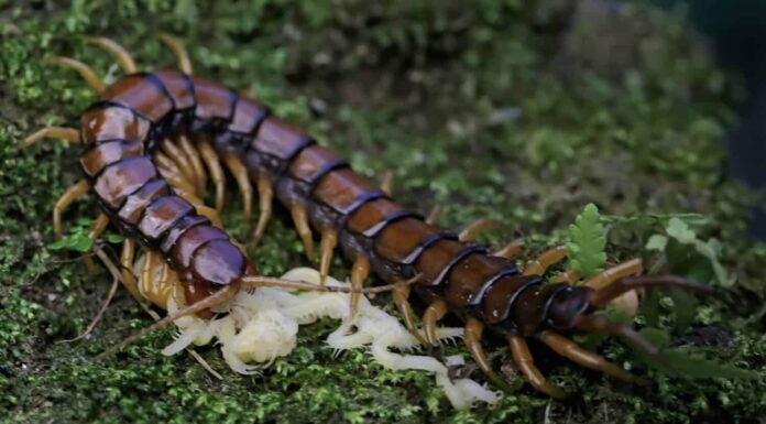 Un millepiedi si prende cura dei suoi cuccioli bianchi.  Questo animale a più zampe ha il nome scientifico Scolopendra morsitans.