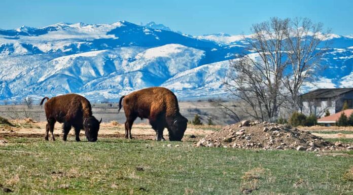 Due bisonti a Sheridan Wyoming