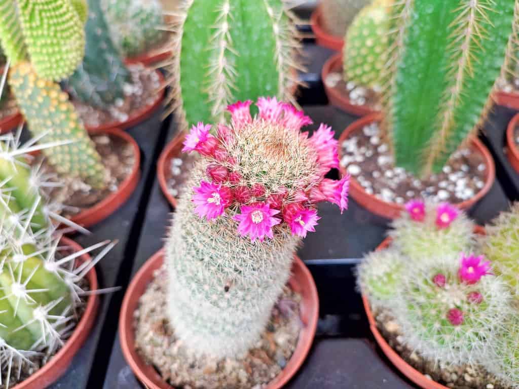 La parola cactus è una parola latina derivata dalla parola greca antica kaktos.