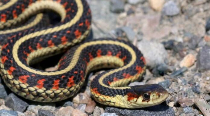 serpente giarrettiera che striscia sulle rocce