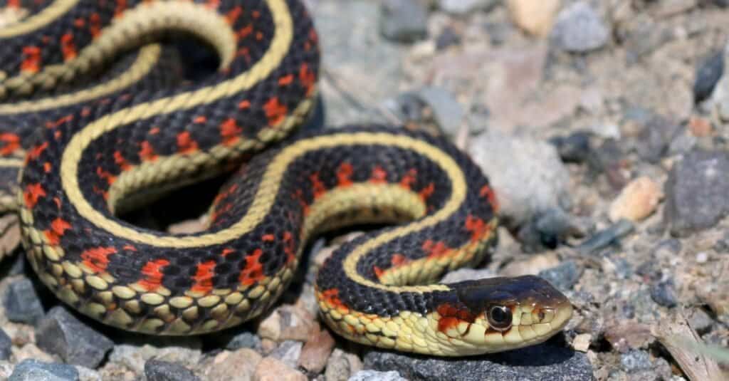 serpente giarrettiera che striscia sulle rocce